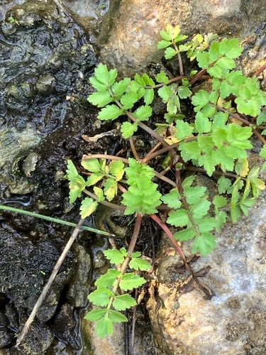 Apium nodiflorum