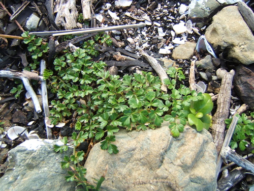 Apium prostratum (Sea celery) — photo