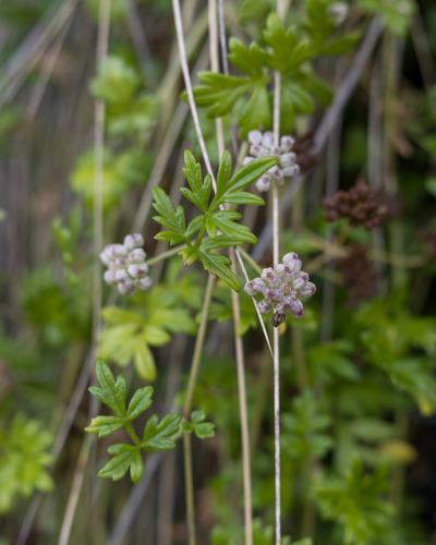 Apium prostratum (Sea celery) — photo