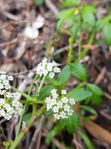 Apium prostratum