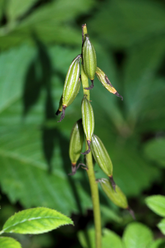 Aplectrum hyemale (Puttyroot) — photo