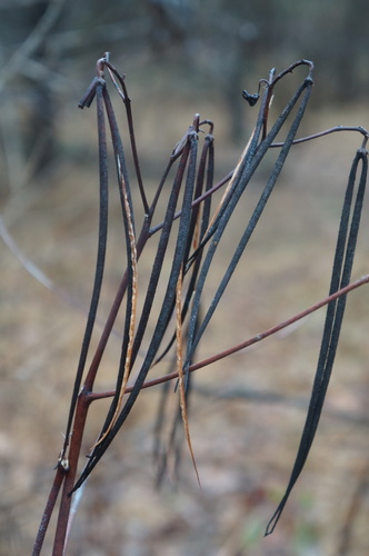Apocynum cannabinum (Black Indian hemp) — photo