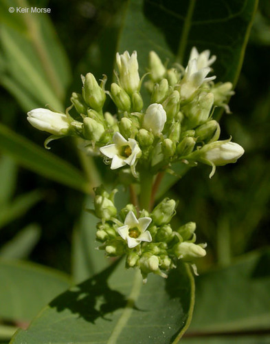 Apocynum cannabinum (Black Indian hemp) — photo