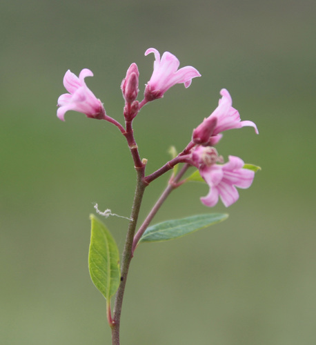 Apocynum venetum (Dogbane) — photo