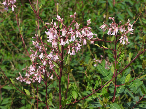Apocynum venetum