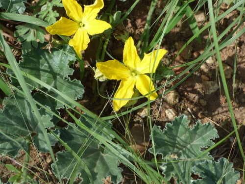 Apodanthera undulata (Melon loco) — photo