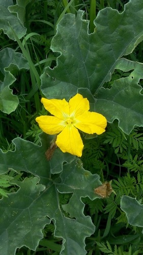 Apodanthera undulata (Melon loco) — photo