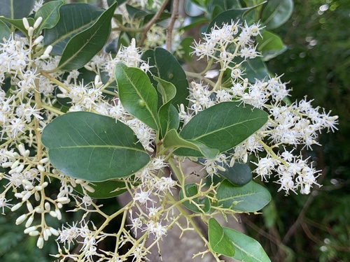 Apodytes dimidiata