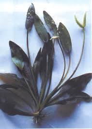 Aponogeton abyssinicus