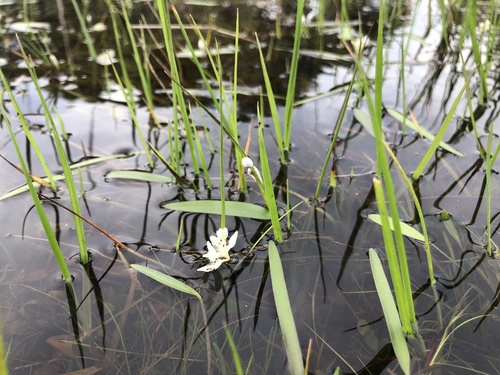Aponogeton angustifolius (Water flower) — photo