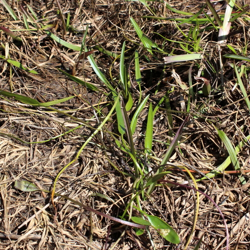Aponogeton angustifolius (Water flower) — photo