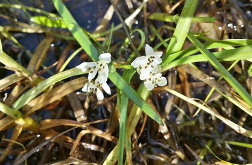Aponogeton angustifolius