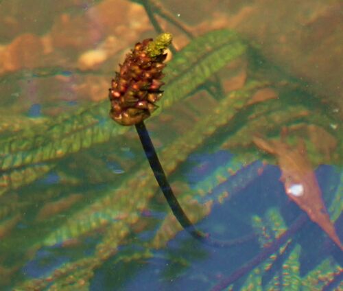 Aponogeton bullosus