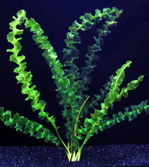 Aponogeton capuronii — photo