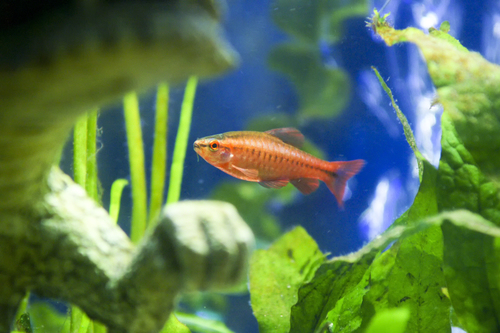 Aponogeton capuronii