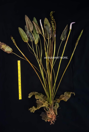 Aponogeton crispus (Ruffled sword plant) — photo