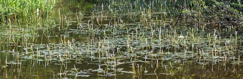 Aponogeton crispus (Ruffled sword plant) — photo