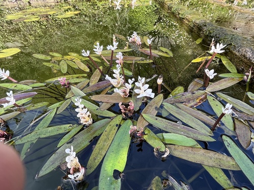 Aponogeton distachyos (Cape asparagus) — photo