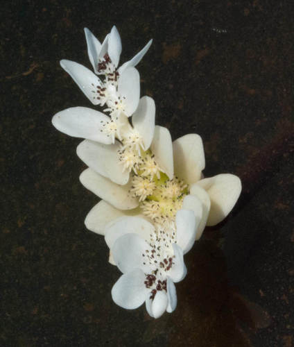 Aponogeton distachyos (Cape asparagus) — photo