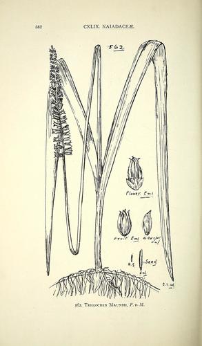 Aponogetonaceae