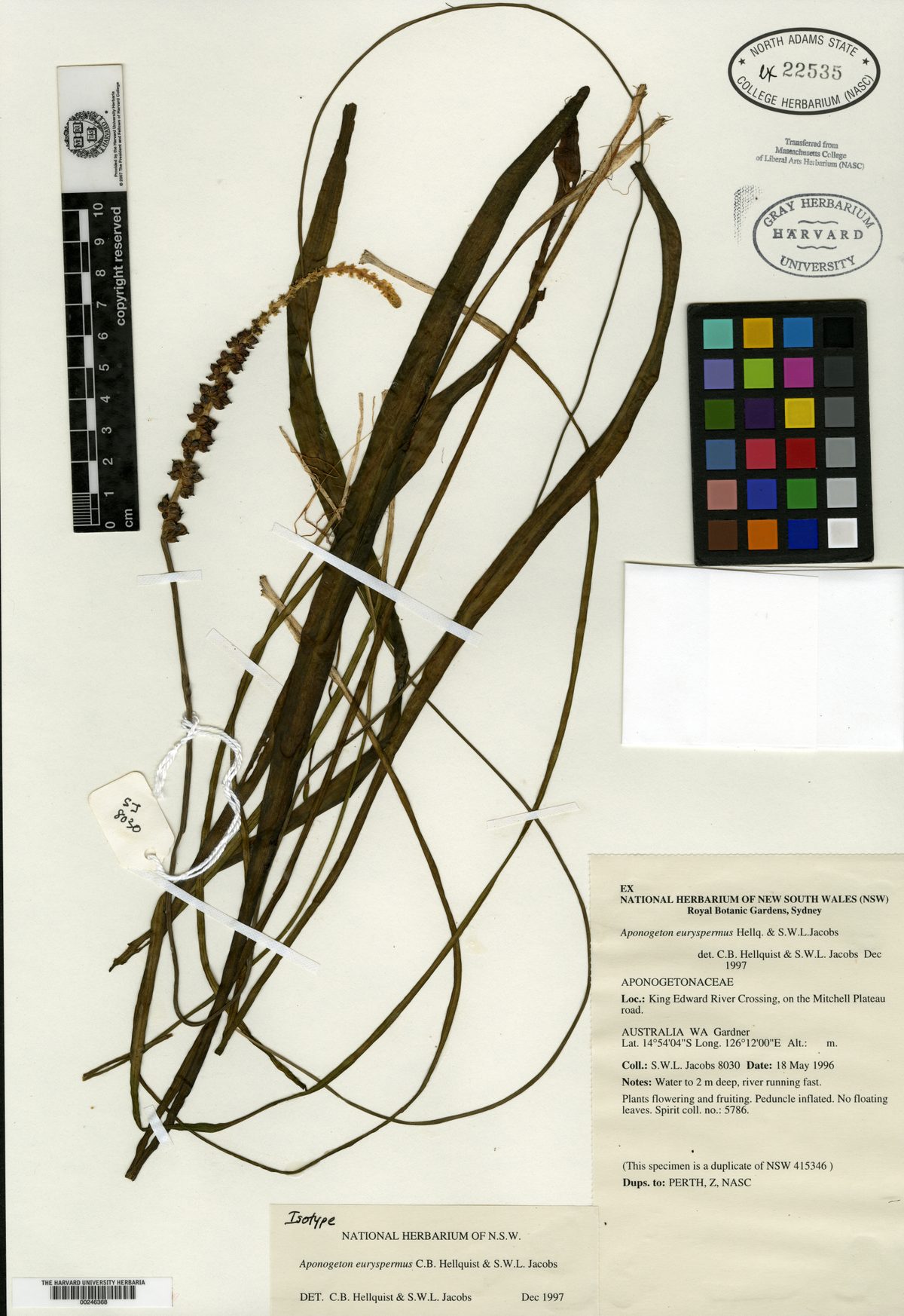 Aponogeton euryspermus