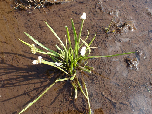 Aponogeton junceus (Waterblom-metjie) — photo