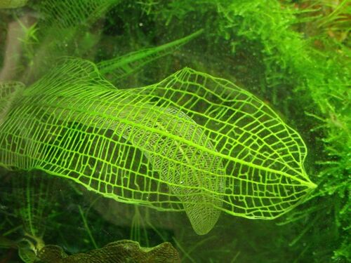 Aponogeton madagascariensis (Lattice-leaf) — photo