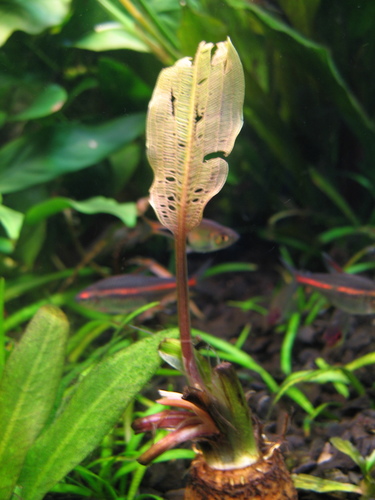 Aponogeton madagascariensis