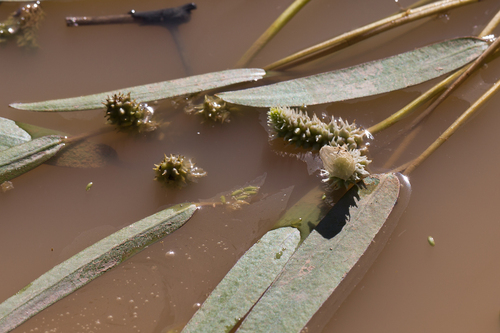 Aponogeton rehmannii (Pond weed) — photo