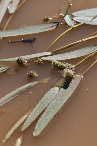 Aponogeton rehmannii