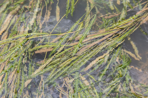 Aponogeton robinsonii