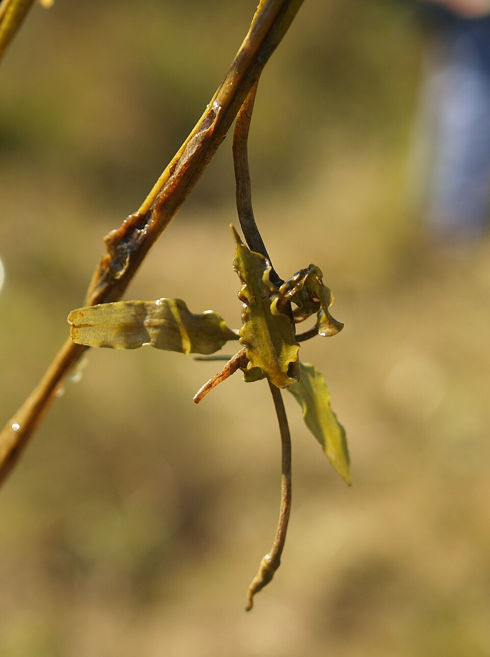 Aponogeton undulatus (Undulated leaf aponogeton) — photo