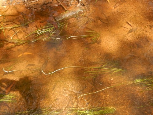 Aponogeton vanbruggenii — photo