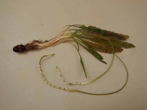 Aponogeton vanbruggenii — photo