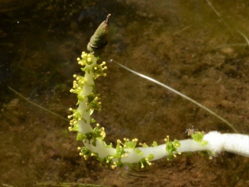 Aponogeton vanbruggenii