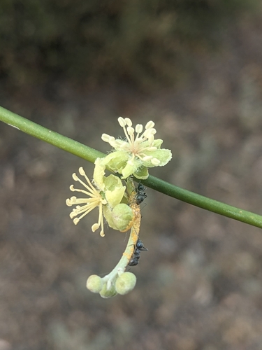 Apophyllum anomalum (Warrior bush) — photo