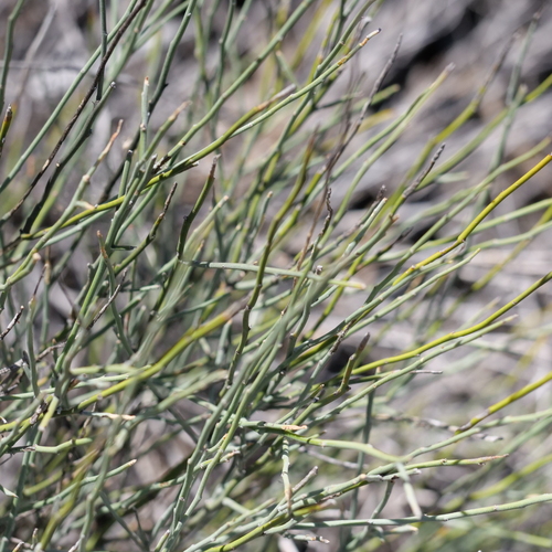 Apophyllum anomalum (Warrior bush) — photo