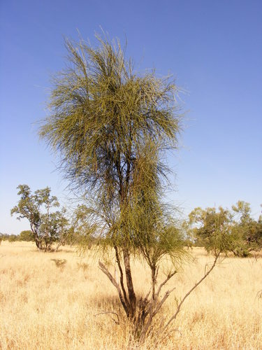 Apophyllum anomalum