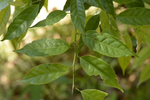 Aporosa acuminata