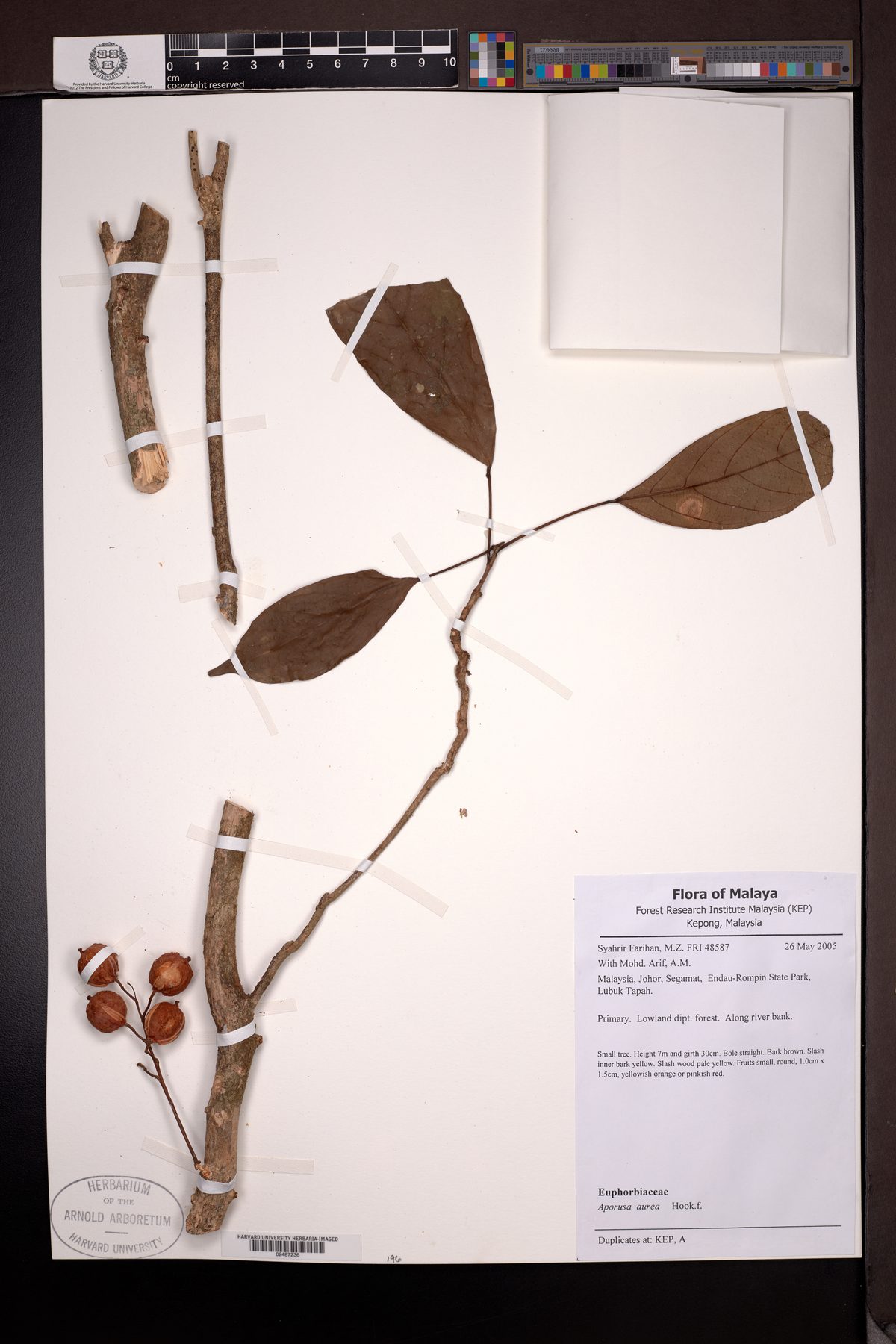 Aporosa aurea