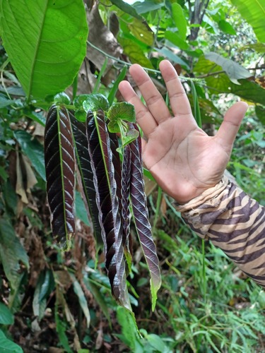 Aporosa benthamiana (Crescent tree) — photo