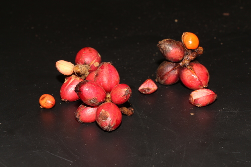 Aporosa benthamiana