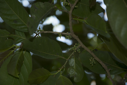 Aporosa cardiosperma