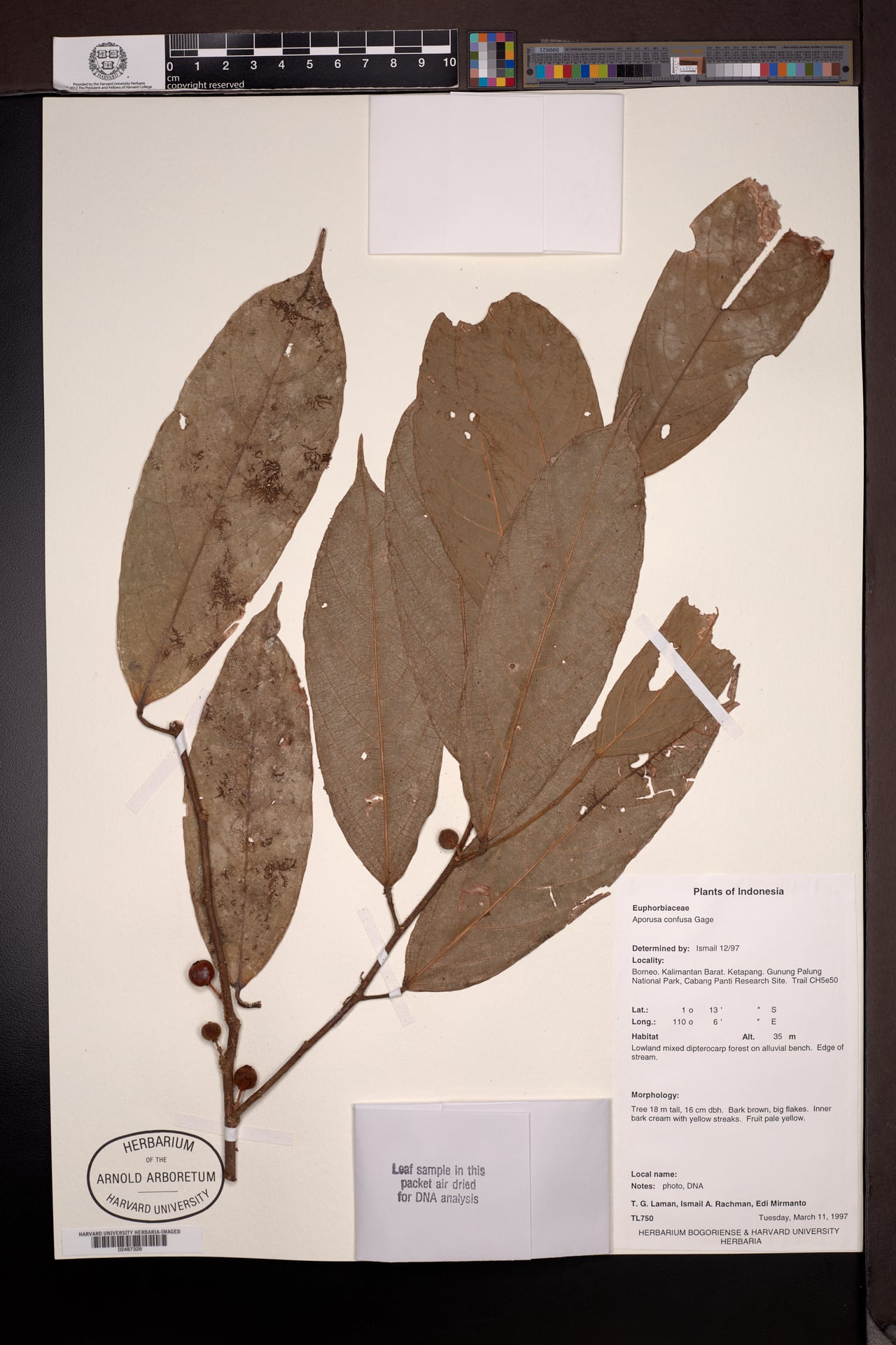 Aporosa confusa — photo