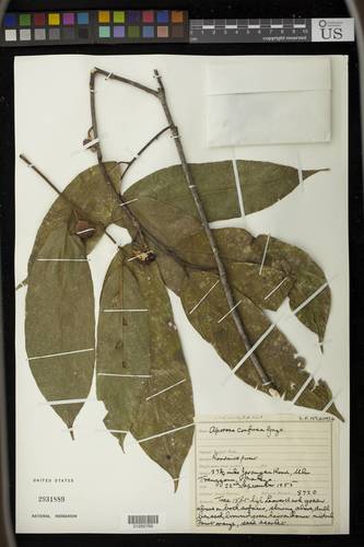 Aporosa confusa