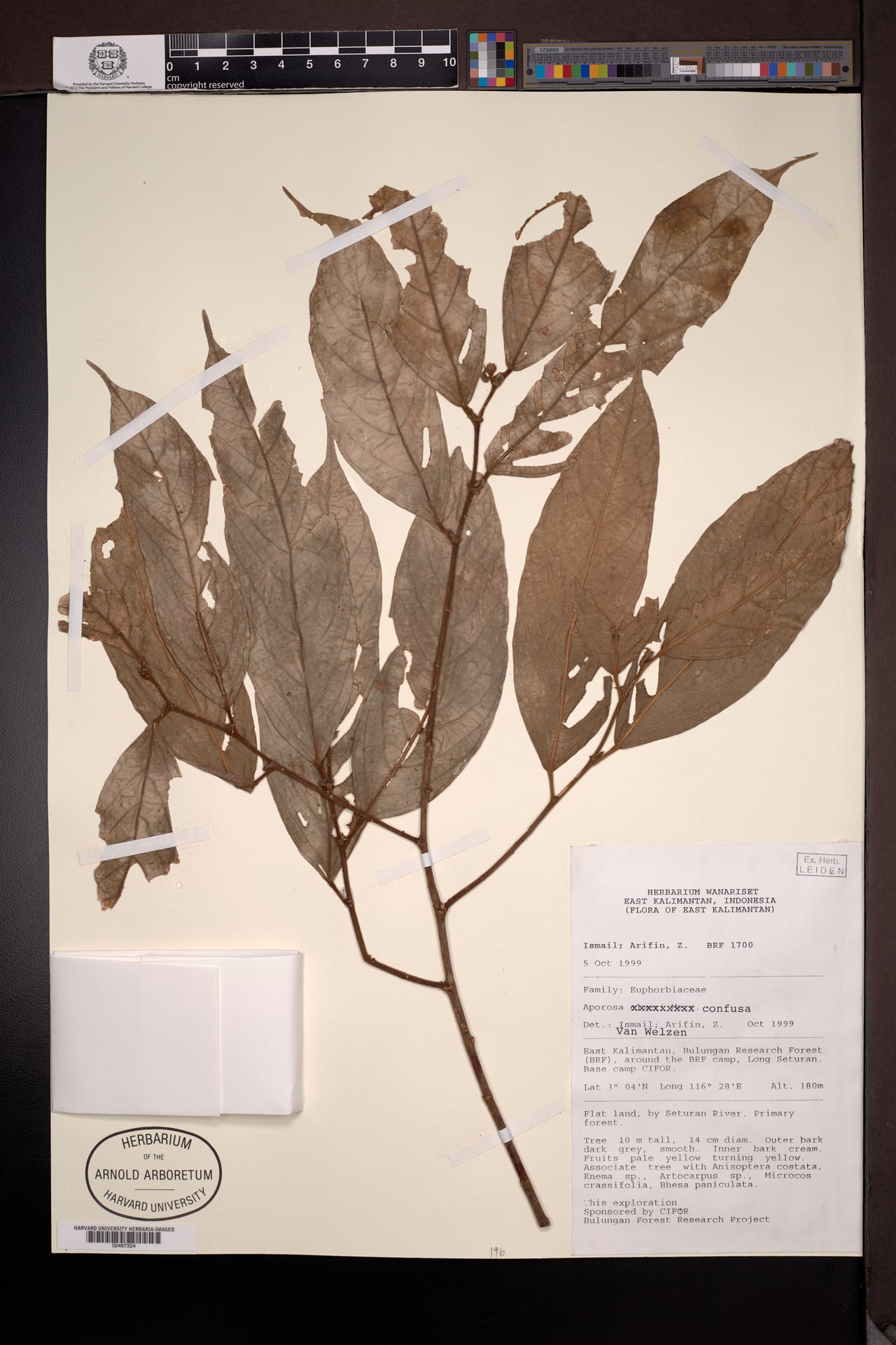 Aporosa confusa — photo