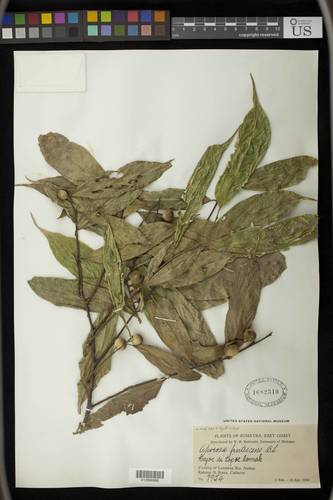 Aporosa frutescens — photo