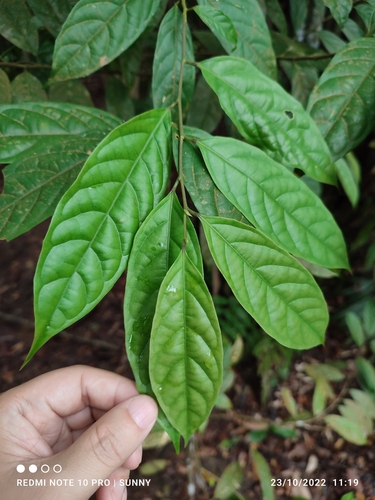 Aporosa frutescens
