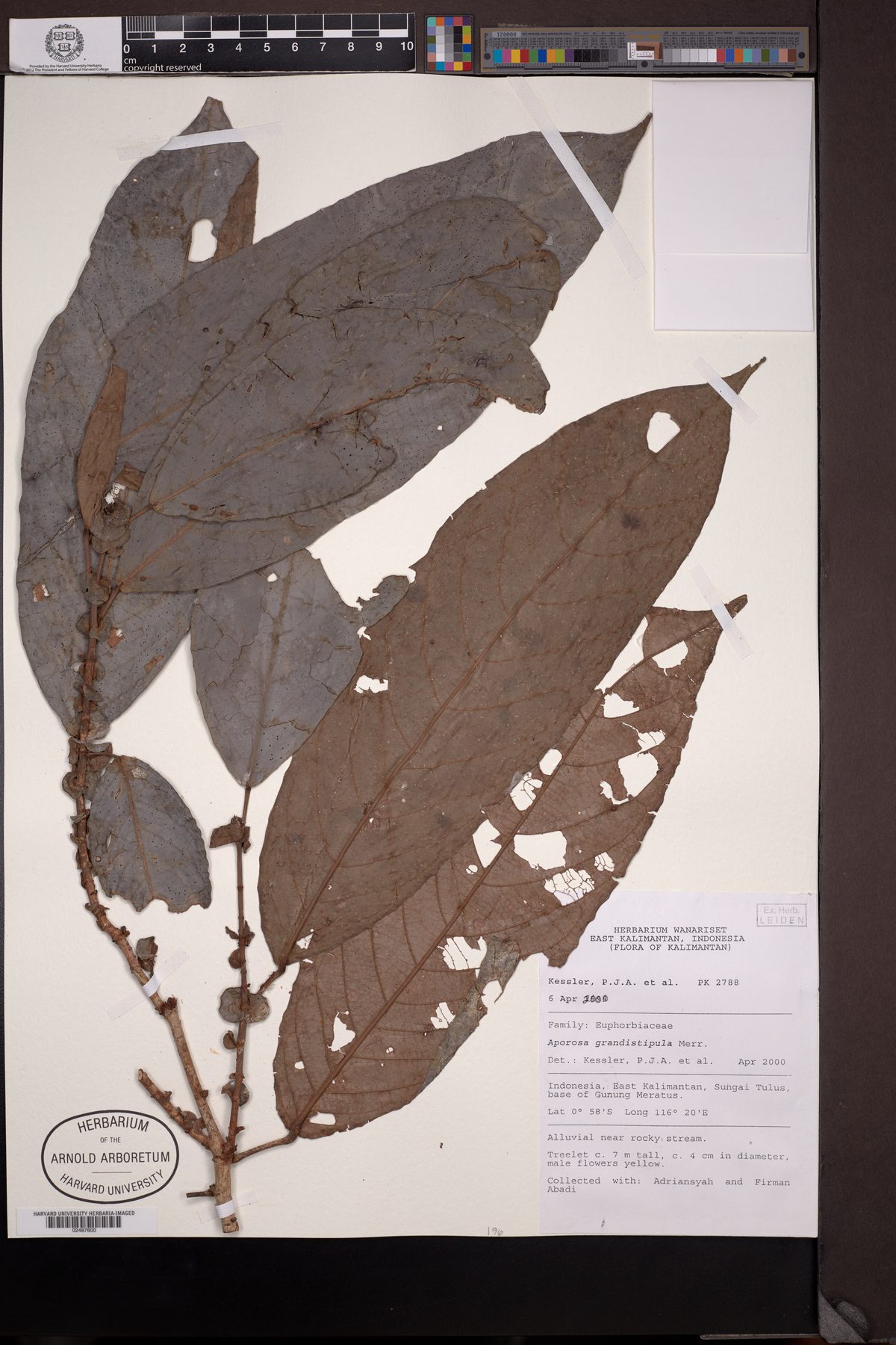 Aporosa grandistipula — photo