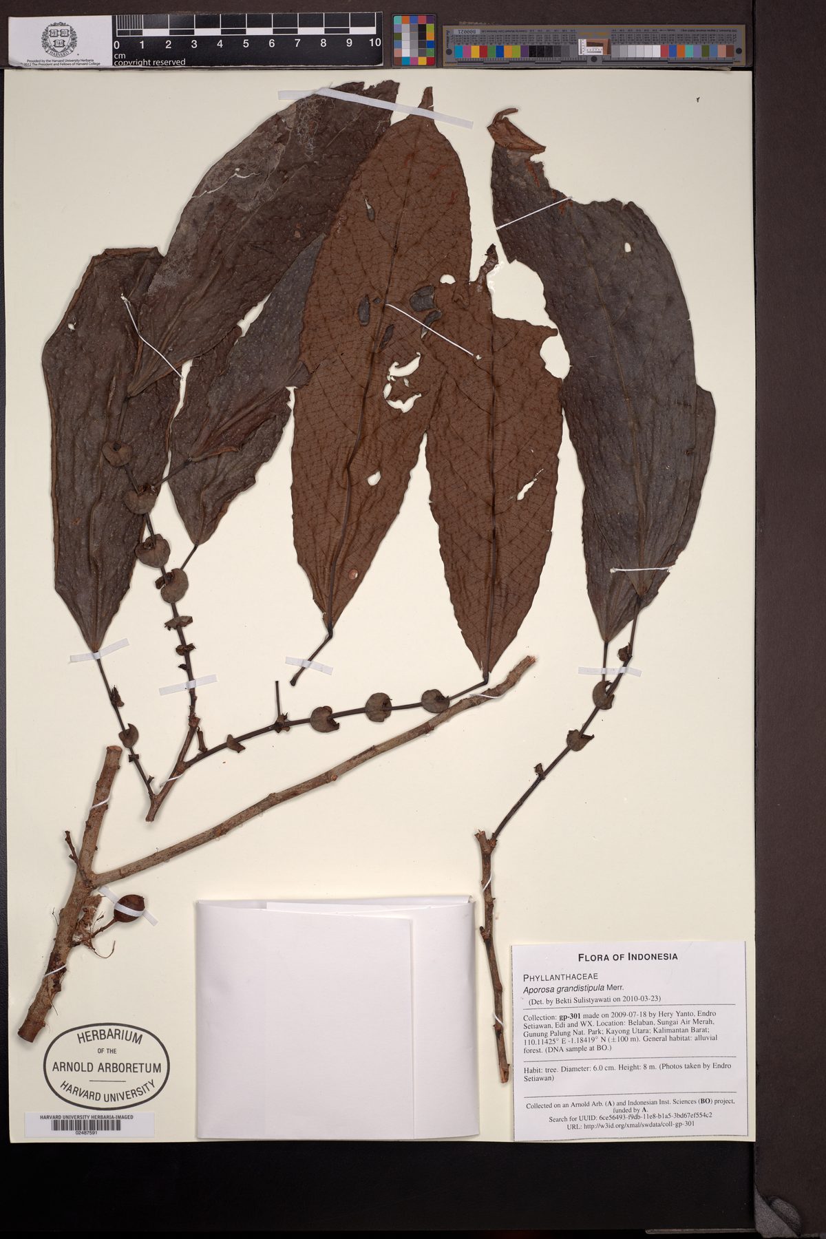Aporosa grandistipula
